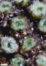 Veronica thomsonii. Surface of cushion in dry state showing closed embedded capsules. Scale = 1 mm.
 Image: P.J. Garnock-Jones © Te Papa CC-BY-NC 3.0 NZ